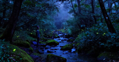 What Inspired “Luciole — The Synchronous Fireflies Of Vallon Creux”?